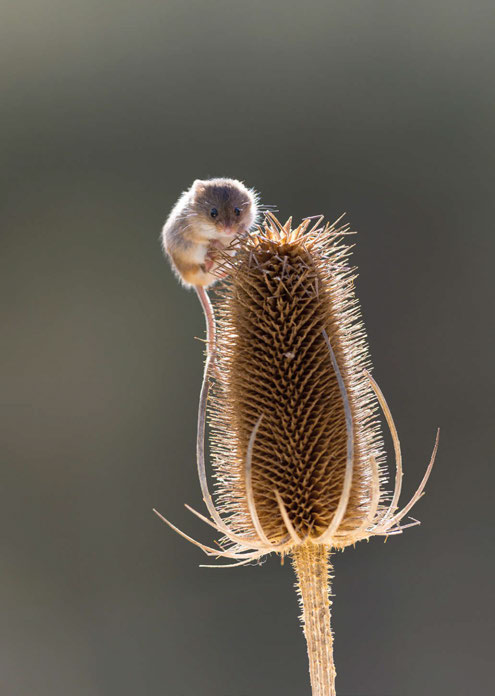 926000's HS 1692 Cashmere Doeskin_Page_6_Image_0002